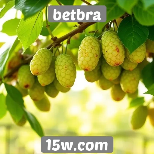 Comparativo de bônus de boas-vindas no betbra